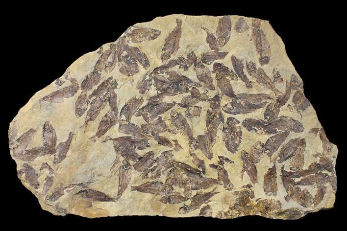 Fossil Fish (Gosiutichthys) Mortality Plate - Lake Gosiute #130099